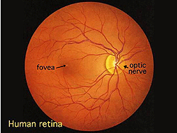 Retina.gif